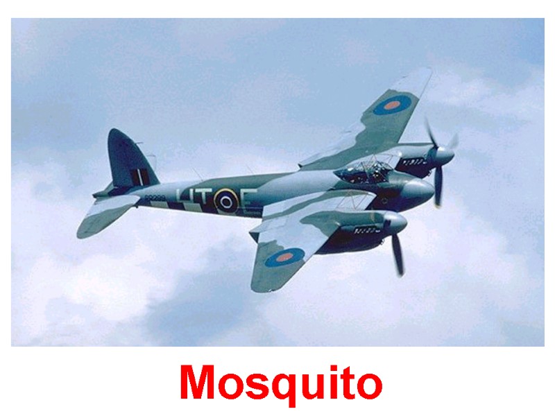 Mosquito